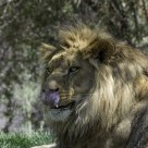 Lion Tongue